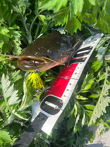 マナマズの釣果