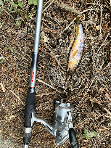 カワムツの釣果