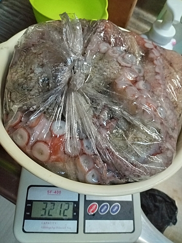 マダコの釣果