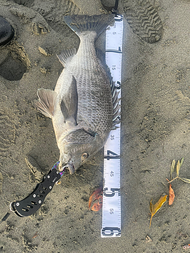 チヌの釣果