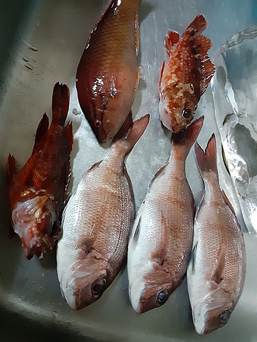 タイの釣果