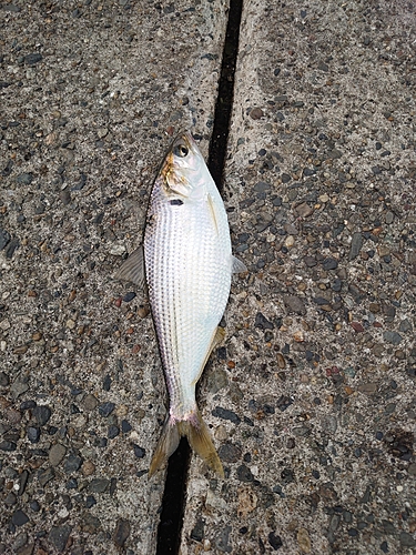 コノシロの釣果