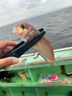 アマダイの釣果