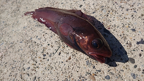 ドンコの釣果