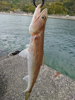 エソの釣果