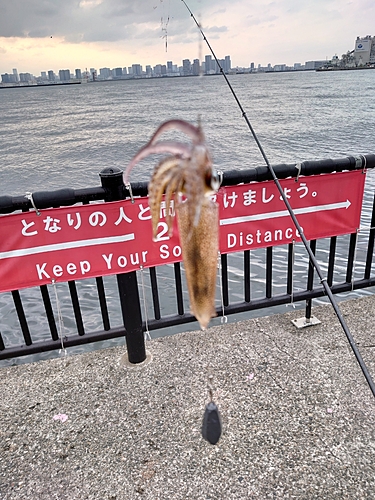 ヒイカの釣果