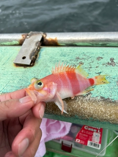 アズマハナダイの釣果