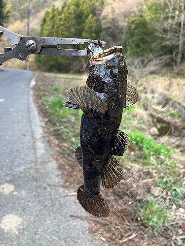 ドンコの釣果