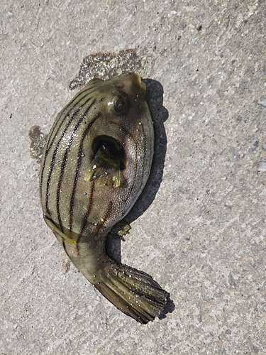 スジモヨウフグの釣果