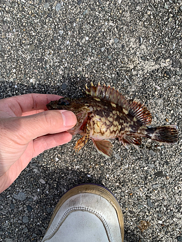 カサゴの釣果