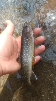 イワナの釣果