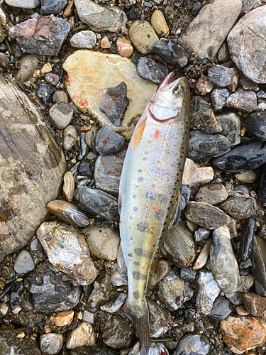 アマゴの釣果