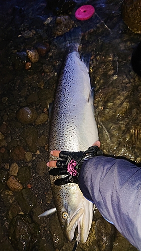 ブラウントラウトの釣果