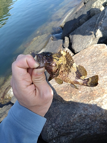 ムラソイの釣果