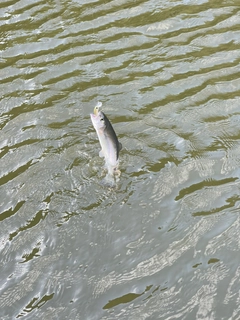 ニジマスの釣果