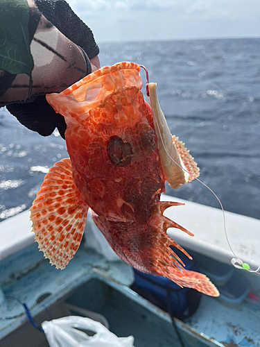 オニカサゴの釣果