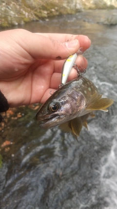 イワナの釣果