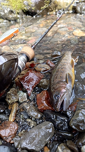 ヤマトイワナの釣果