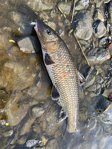 ニゴイの釣果