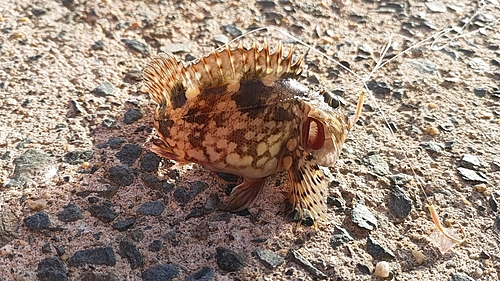 カサゴの釣果