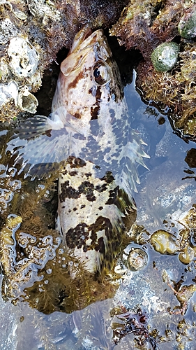 タケノコメバルの釣果