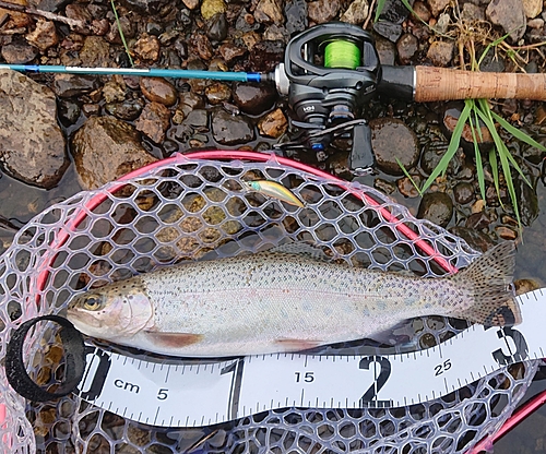 ニジマスの釣果