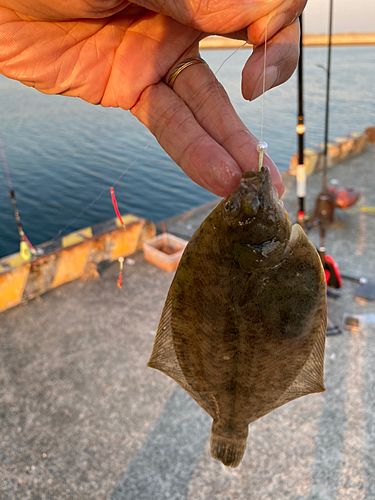 カレイの釣果