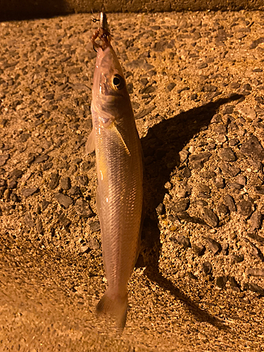 キスの釣果