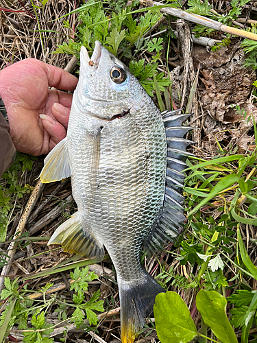 キビレの釣果