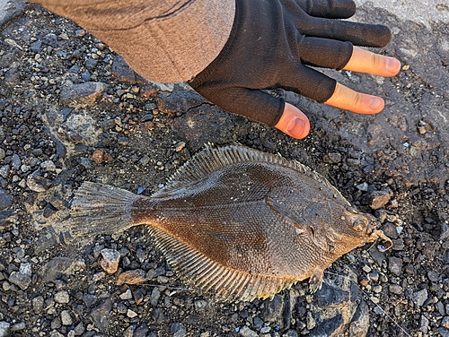 カレイの釣果