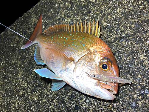 マダイの釣果