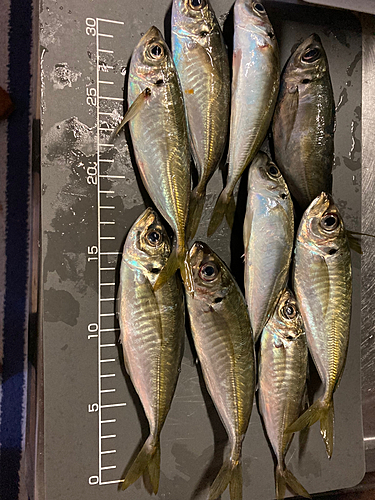 アジの釣果