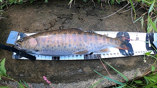 ヤマメの釣果