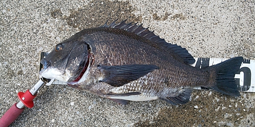 クロダイの釣果