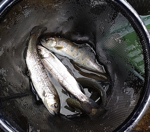 ニジマスの釣果