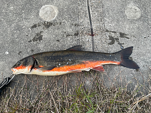 マルタウグイの釣果