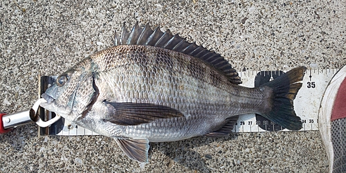 クロダイの釣果