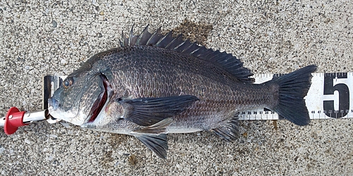 クロダイの釣果