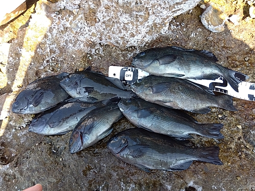 クチブトグレの釣果