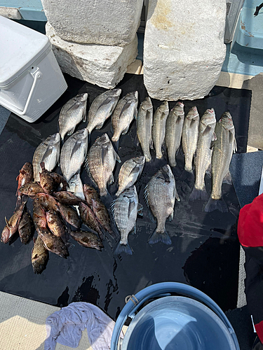 クロダイの釣果