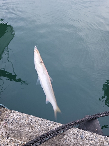 カマスの釣果