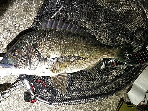 クロダイの釣果