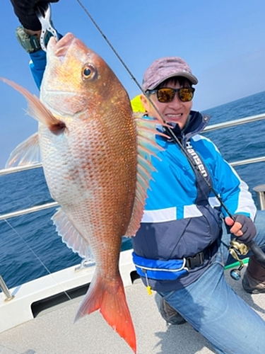 マダイの釣果