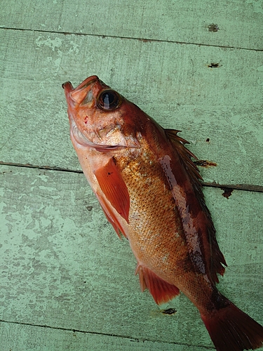 ウスメバルの釣果