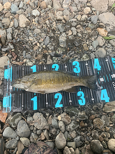 スモールマウスバスの釣果