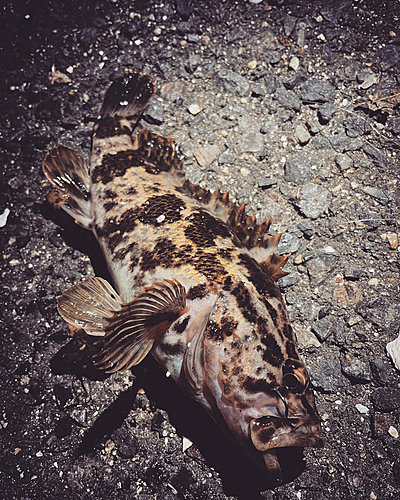 タケノコメバルの釣果