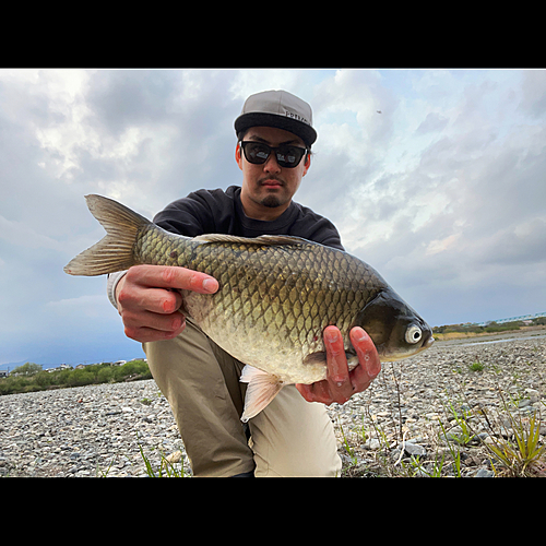 ヘラブナの釣果