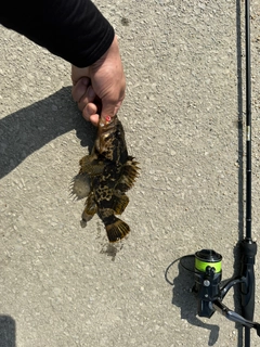 タケノコメバルの釣果