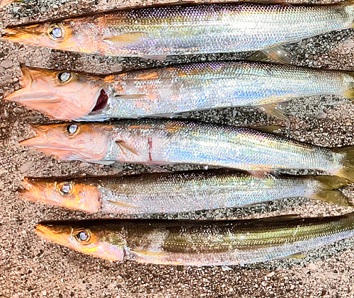 カマスの釣果