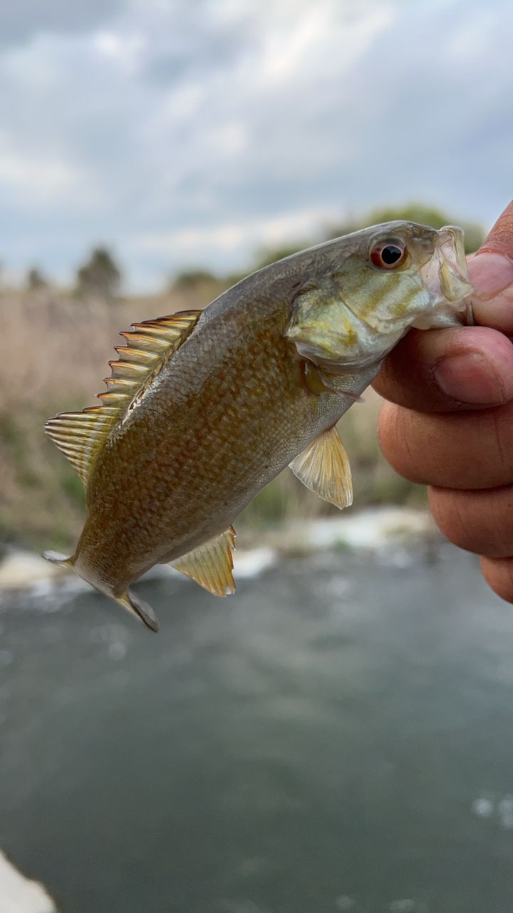 スモールマウスバス